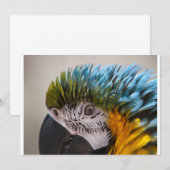 Macaw Parrot - Einladung (Vorne/Hinten)