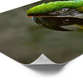 Macaw Parrot Foto Poster (Ecke)