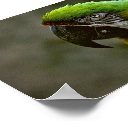 Macaw Parrot Foto Poster (Ecke)