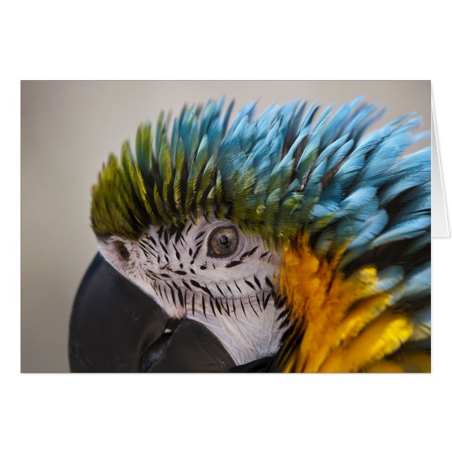 Macaw Parrot - Karte (Vorderseite (Horizontal))