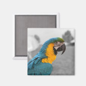 Macaw Parrot Magnet (Vorderseite/Rückseite)