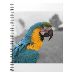 Macaw Parrot Notizblock