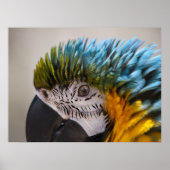 Macaw Parrot Portrait - Fine Art Print Poster (Vorne)