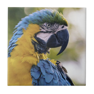 Macaw Parrot Portrait Foto Fliese