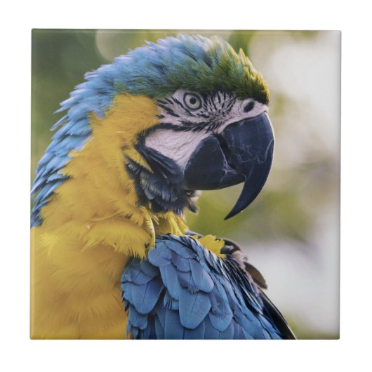 Macaw Parrot Portrait Foto Fliese (Vorderseite)