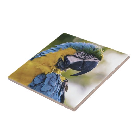 Macaw Parrot Portrait Foto Fliese (Seite)