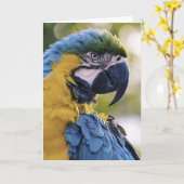 Macaw Parrot Portrait Foto Karte (Gelbe Blume)
