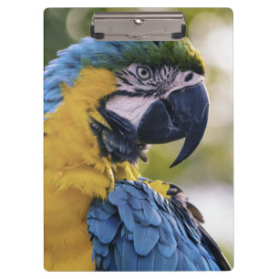 Macaw Parrot Portrait Foto Klemmbrett