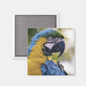 Macaw Parrot Portrait Foto Magnet (Vorderseite/Rückseite)