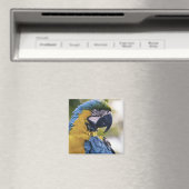 Macaw Parrot Portrait Foto Magnet (In Situ (Geschirrspüler))