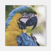 Macaw Parrot Portrait Foto Magnet (Vorne)