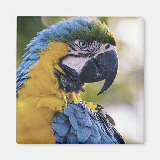 Macaw Parrot Portrait Foto Magnet (Vorne)