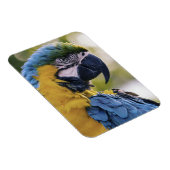 Macaw Parrot Portrait Foto Magnet (Rechte Seite)