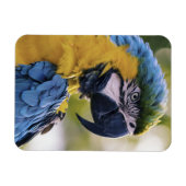 Macaw Parrot Portrait Foto Magnet (Horizontal)