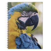 Macaw Parrot Portrait Foto Notizblock (Vorderseite)