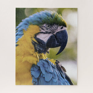 Macaw Parrot Portrait Foto Puzzle