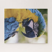 Macaw Parrot Portrait Foto Puzzle (Horizontal)