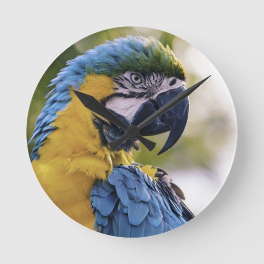 Macaw Parrot Portrait Foto Runde Wanduhr (Vorderseite)