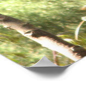 Macaw Parrot Poster (Ecke)