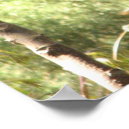 Macaw Parrot Poster (Ecke)