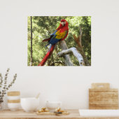 Macaw Parrot Poster (Küche)