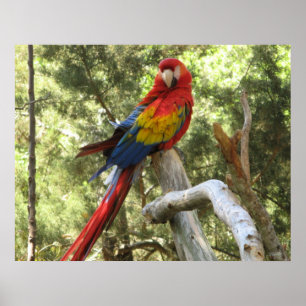 Macaw Parrot Poster