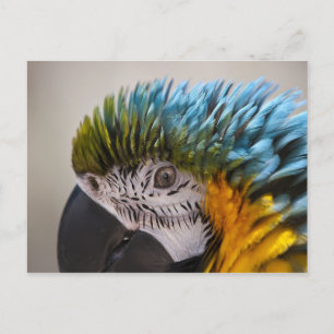Macaw Parrot - Postkarte