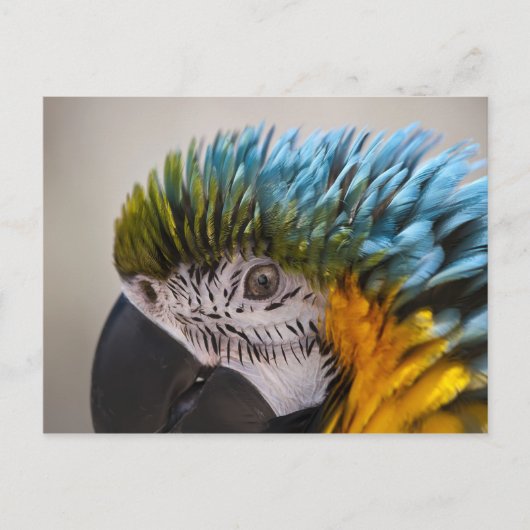 Macaw Parrot - Postkarte (Vorderseite)