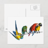 Macaw Parrot Postkarte (Vorne/Hinten)
