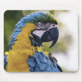 Macaw Parrot Profile Portrait Photograph Mousepad (Vorne)