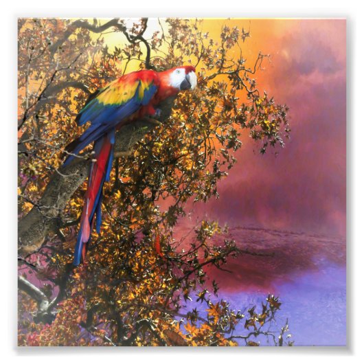 MACAW PARROT RAIN FOREST OUTPOST FOTODRUCK (Vorne)