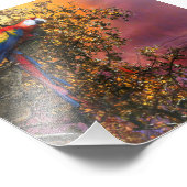 MACAW PARROT RAIN FOREST OUTPOST FOTODRUCK (Ecke)
