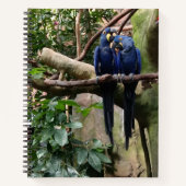 Macaw Parrot Spiral Notebook Notizblock (Vorderseite)