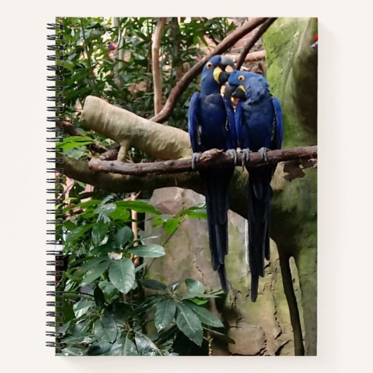 Macaw Parrot Spiral Notebook Notizblock (Vorderseite)