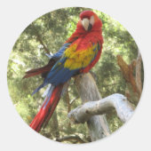 Macaw Parrot Sticker (Vorderseite)