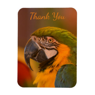 Macaw Parrot Vielen Dank Magnet