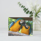 Macaw Parrots Postkarte (Stehend Vorderseite)