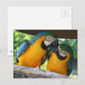 Macaw Parrots Postkarte (Vorne/Hinten)