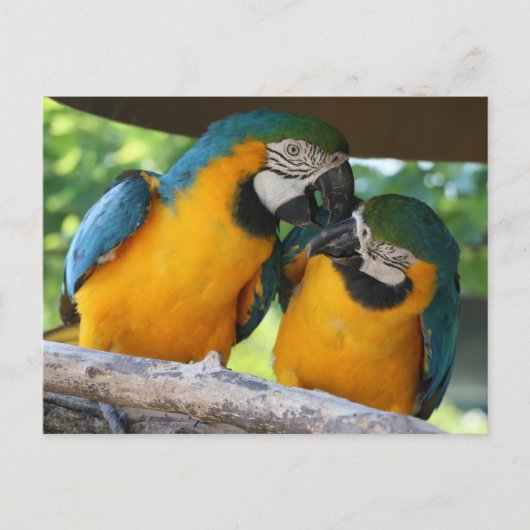 Macaw Parrots Postkarte (Vorderseite)
