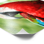 Macaw Portrait Fotodruck (Ecke)