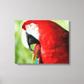 Macaw Portrait Leinwanddruck (Vorderseite)