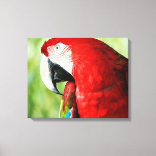 Macaw Portrait Leinwanddruck