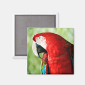 Macaw Portrait Magnet (Vorderseite/Rückseite)