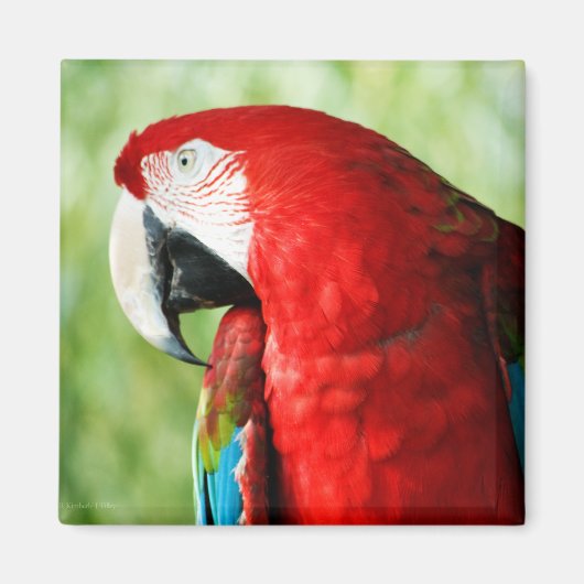 Macaw Portrait Magnet (Vorne)