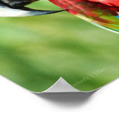 Macaw Portrait Poster (Ecke)