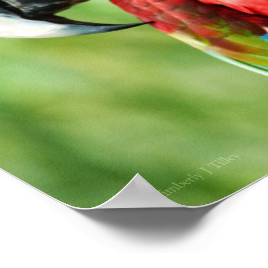 Macaw Portrait Poster (Ecke)