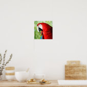 Macaw Portrait Poster (Küche)