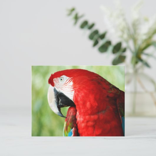 Macaw Portrait Postkarte (Stehend Vorderseite)