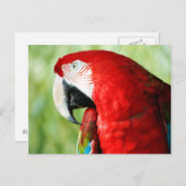 Macaw Portrait Postkarte (Vorne/Hinten)
