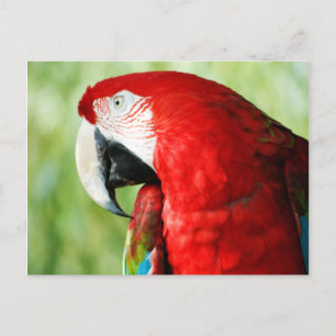 Macaw Portrait Postkarte